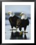 A Pair Of American Bald Eagles Stand On The Shoreline by Klaus Nigge Limited Edition Print