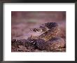 A Western Diamondback Rattlesnake Stands Coiled And Ready To Strike by Joel Sartore Limited Edition Print