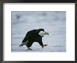 An American Bald Eagle Walks Intently Toward Its Prey by Klaus Nigge Limited Edition Print