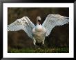 Swan With Its Wings Spread by Raymond Gehman Limited Edition Print