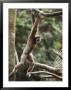 A Gibbon Hangs From A Branch In The Lied Jungle Exhibit by Michael Nichols Limited Edition Print