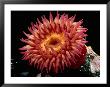 Sea Anemone by George Grall Limited Edition Pricing Art Print