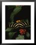 Zebra Butterfly Feeding by Brian Gordon Green Limited Edition Print