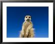 Insect Remains Hang On The Lips Of A Meerkat by Mattias Klum Limited Edition Pricing Art Print
