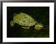 A Coahuilan Red-Eared Turtle by George Grall Limited Edition Pricing Art Print