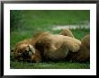 A Lion Rolls In The Grass by Beverly Joubert Limited Edition Print
