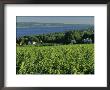 Vineyard Along The Finger Lakes by Kenneth Garrett Limited Edition Print