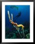 Underwater View Of A Diver, Sea Horses, Tropical Fish, And Coral by George Grall Limited Edition Pricing Art Print