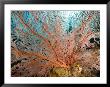 Image Of A Large Sea Fan, Also Called Gorgonia Coral, Bali, Indonesia by Tim Laman Limited Edition Print