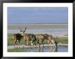 Greater Kudu (Tragelaphus Strepsiceros) Males At Seasonal Water On Etosha Pan, Namibia, Africa by Steve & Ann Toon Limited Edition Print