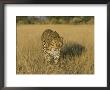 Male Leopard (Panthera Pardus) In Captivity, Namibia, Africa by Steve & Ann Toon Limited Edition Print