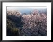 Almond Blossom In Spring, Costa Blanca, Valencia Region, Spain by Tony Waltham Limited Edition Print