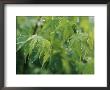 A Japanese Maple Tree Covered In Dew by Darlyne A. Murawski Limited Edition Print