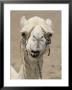 Close-Up Of A Camel On Market Day by Joe Scherschel Limited Edition Print