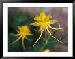 A Close View Of A Yellow Columbine Flower by Melissa Farlow Limited Edition Print
