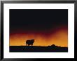 A Dairy Cow Is Silhouetted Against A Fiery Sky Near Mauna Kea by Chris Johns Limited Edition Print