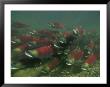 Sockeye Salmon Streamline To Create Less Drag From The Current by Paul Nicklen Limited Edition Print