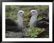Two Waved Albatrosses Sit Facing One Another by Michael Melford Limited Edition Pricing Art Print