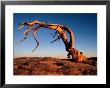 Twilight View Of A Jeffrey Pine Tree (Pinus Jeffreyi) by Phil Schermeister Limited Edition Print