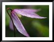 Droplets Of Dew On A Pink Wildflower In Yoho National Park by Michael Melford Limited Edition Print