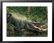 American Alligator On Floridas Gulf Coast by Klaus Nigge Limited Edition Print