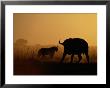 A Lioness Confronts A Cape Buffalo by Beverly Joubert Limited Edition Print