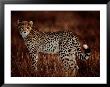 Light Reflects In The Eye Of An African Cheetah by Chris Johns Limited Edition Print