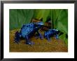 Two Sapphire-Hued Poison Dart Frogs by George Grall Limited Edition Pricing Art Print