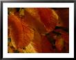 Close-Up View Of Autumn Leaves by Raymond Gehman Limited Edition Print