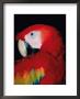 Scarlet Macaw, Galveston Botanical Garden, Moody Gardens, Texas, Usa by Dee Ann Pederson Limited Edition Print