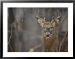 View Of A White-Tailed Deer (Odocoileus Virginianus) With Antlers by Michael Fay Limited Edition Print