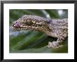 Extreme Close-Up Of A Gecko In The Rain Forest by Mattias Klum Limited Edition Print