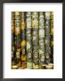 Close View Of Bamboo Pipes Bearing Designs Of Dragons by Steve Raymer Limited Edition Print