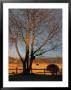 Cherry Tree In Waynesboro, Pennsylvania by Raymond Gehman Limited Edition Print