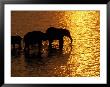 African Elephants, Okavango Delta, Botswana by Pete Oxford Limited Edition Print