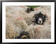 Ewes At Haresceugh Castle, Pennines, Cumbria, England, United Kingdom by James Emmerson Limited Edition Print