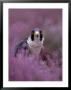 Peregrine Falcon, Falco Peregrinus Male Amongst Heather by Mark Hamblin Limited Edition Print