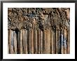 Basalt Columns And Lava Formations Beside Skjalfandafljot River, Nordurland Eystra, Iceland by Grant Dixon Limited Edition Print