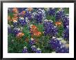 Paintbrush And Bluebonnets, Texas, Usa by Dee Ann Pederson Limited Edition Print