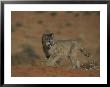 A Young Mountain Lion Walks In A Desert by Norbert Rosing Limited Edition Print