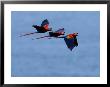 Three Scarlet Macaws (Ara Macao) In Flight, Blue Sky Background by Roy Toft Limited Edition Print