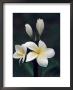 Close View Of A Delicated Plumeria Flower, Hawaii by Ira Block Limited Edition Print