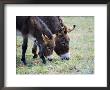 Donkeys, Mother And Her Foal Grazing, France by Alain Christof Limited Edition Print