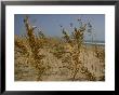 Sea Oats, Vital Plants That Anchor Sand Dunes, Blow In The Breeze by Stephen St. John Limited Edition Pricing Art Print
