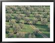 Elevated View Over Olive Trees In Olive Grove, Tuscany, Italy by Jean Brooks Limited Edition Print