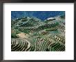 Mountainside Landscape Of Rice Terraces, China by Keren Su Limited Edition Print