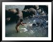 Elephants Bathing In The Maha Oya, Kegalle District, Sri Lanka by David Beatty Limited Edition Print