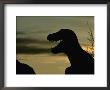 Life Size Dinosaur Replica At Prehistoric Dinosaur Park, Calgary Zoo, Calgary, Canada by Rick Rudnicki Limited Edition Print