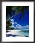 Palm Tree On Beach, French Polynesia by Jean-Bernard Carillet Limited Edition Print