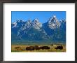 Teton Range Overlooking Bisons Grazing At Jackson Hole, Grand Teton National Park, Usa by John Elk Iii Limited Edition Print